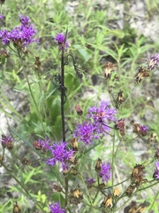 Vernonia texana
