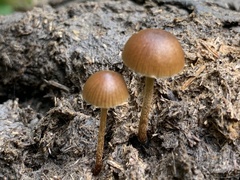 Deconica coprophila