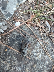 Cicada orni
