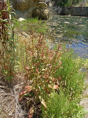 Rumex conglomeratus