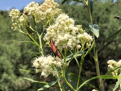 Chauliognathus lecontei