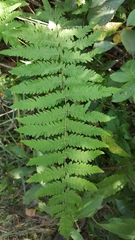 Thelypteris palustris