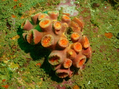 Cladopsammia eguchii