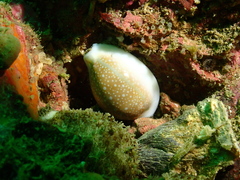 Naria miliaris