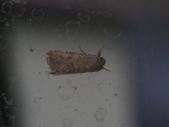 Spodoptera cilium