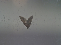 Diplopseustis perieresalis