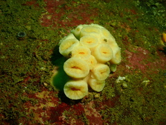 Cladopsammia eguchii