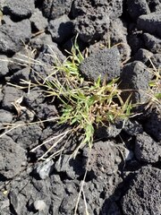 Digitaria ciliaris
