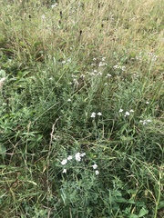 Achillea ptarmica