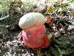 Rubroboletus satanas