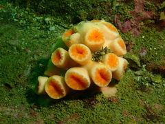 Cladopsammia eguchii