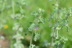 Marrubium