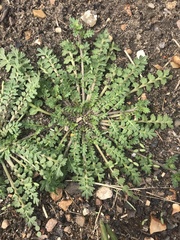 Lepidium