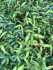 Persicaria hydropiper