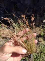 Bulbostylis capillaris