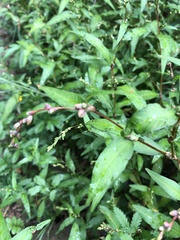Persicaria hydropiper