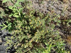 Stylosanthes viscosa