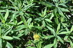 Senecio linearifolius