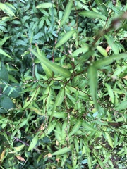 Persicaria hydropiper