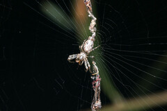 Cyclosa