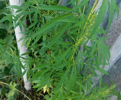Cannabis sativa spontanea