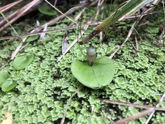 Corybas iridescens