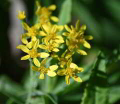 Senecio linearifolius