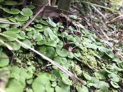 Corybas iridescens