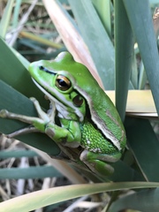 Green and Golden Bell Frog photo 4
