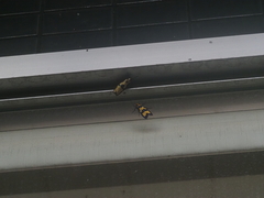 Chrysaeglia magnifica