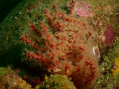 Astrogorgia sinensis