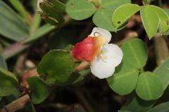 Torenia polygonoides