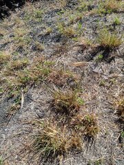 Andropogon virginicus