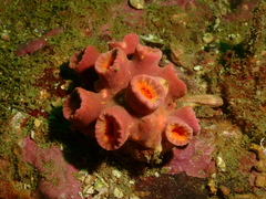 Cladopsammia eguchii