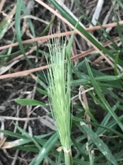 Hordeum murinum