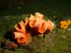 Cladopsammia eguchii