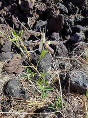 Crotalaria assamica