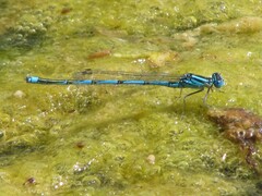 Erythromma lindenii