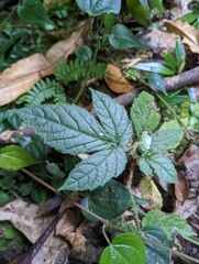 Rubus boraeanus