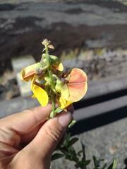 Crotalaria assamica