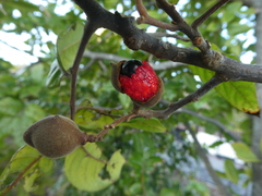 Alectryon excelsus grandis