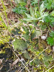 Peltigera aphthosa