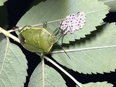 Chlorochroa uhleri