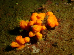 Dendrophyllia arbuscula