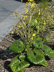 Ligularia reniformis