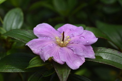Melastoma sanguineum