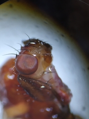 Dryomyzidae