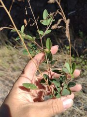 Desmodium tortuosum