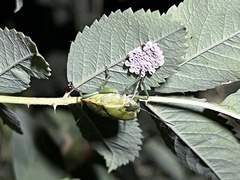 Chlorochroa uhleri