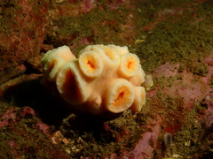 Cladopsammia eguchii